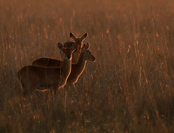 Kafue National Park