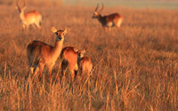 Kafue NP