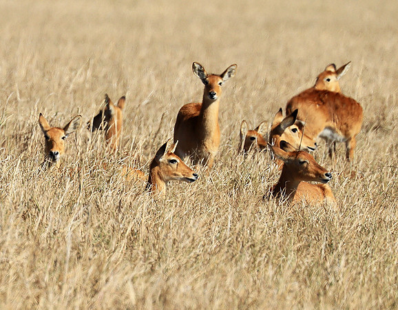 Kafue NP