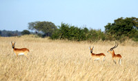 Kafue NP