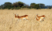 Kafue NP
