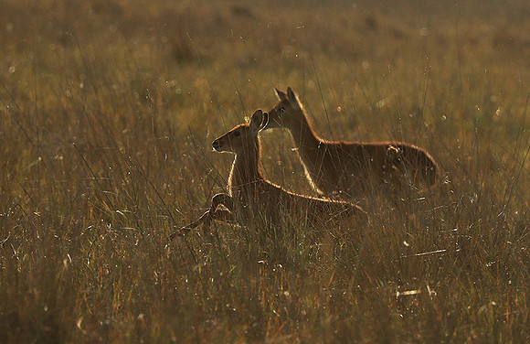 Kafue NP
