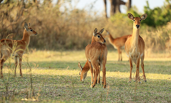 South Luangwa NP