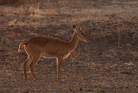South Luangwa NP