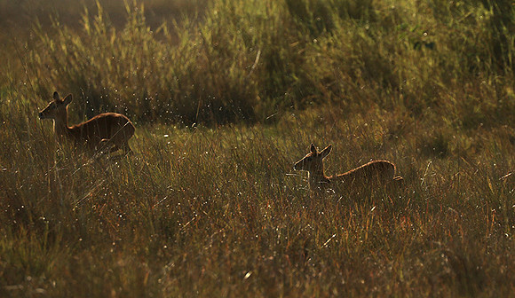 Kafue NP