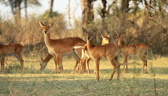South Luangwa NP
