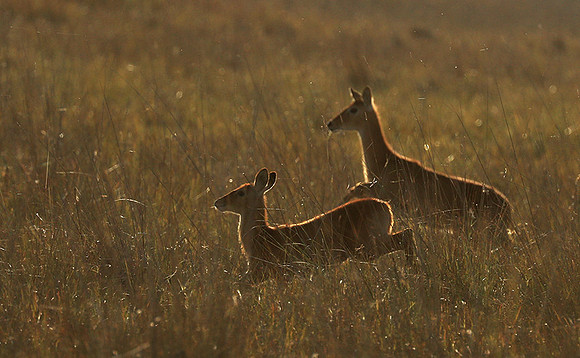 Kafue NP