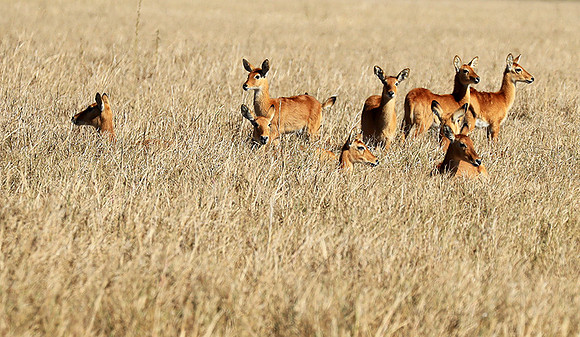Kafue NP