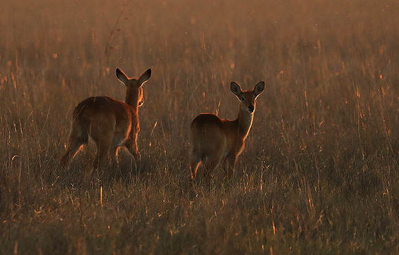 Kafue National Park