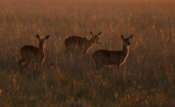 Kafue National Park