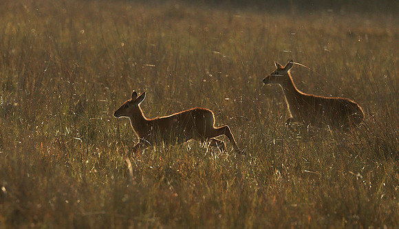 Kafue NP