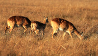 Kafue NP