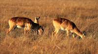 Kafue NP