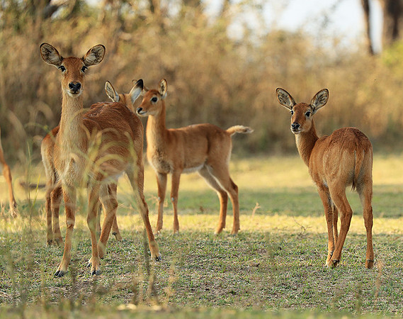South Luangwa NP