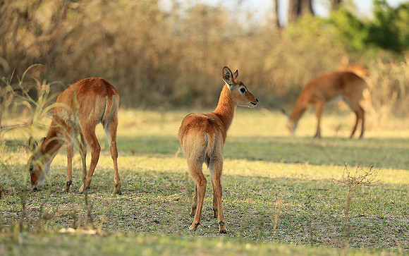 South Luangwa NP