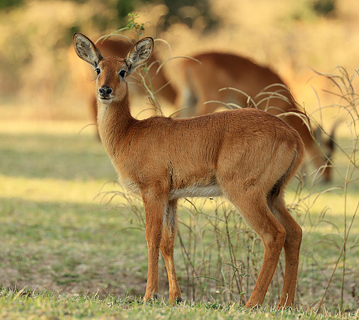 South Luangwa NP