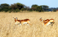 Kafue NP