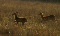 Kafue NP