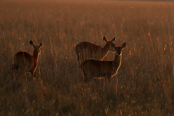 Kafue National Park