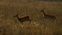 Kafue NP