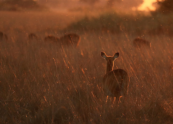 Kafue National Park