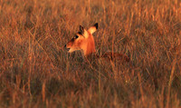 Kafue NP