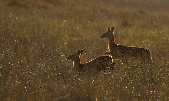 Kafue NP