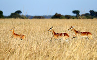 Kafue NP