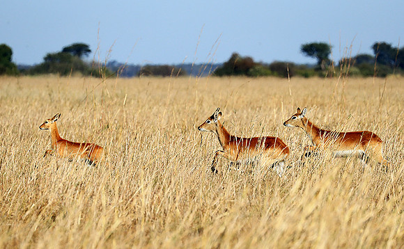 Kafue NP