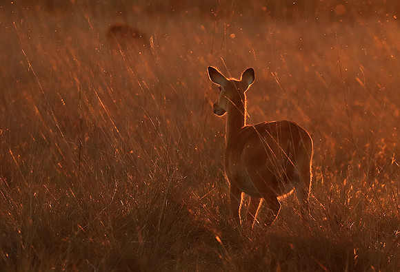 Kafue National Park