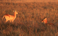 Kafue NP