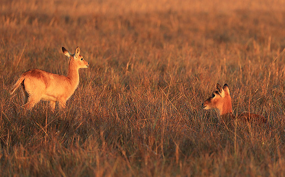 Kafue NP