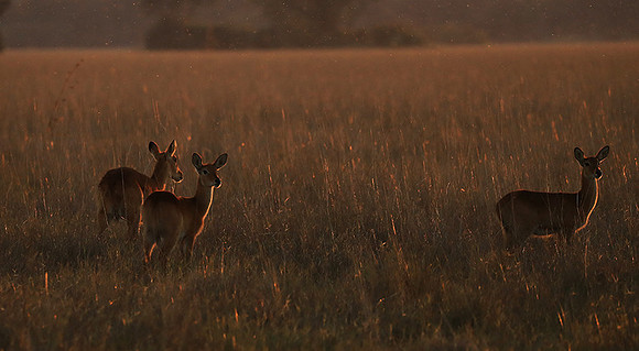 Kafue National Park