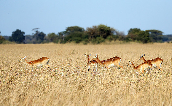 Kafue NP