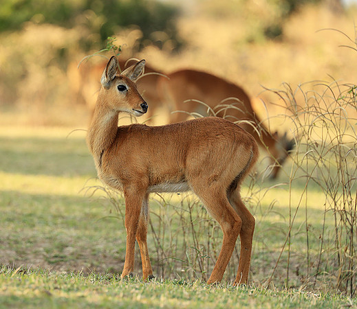 South Luangwa NP