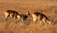 Kafue NP