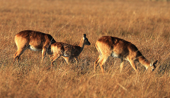 Kafue NP
