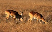 Kafue NP