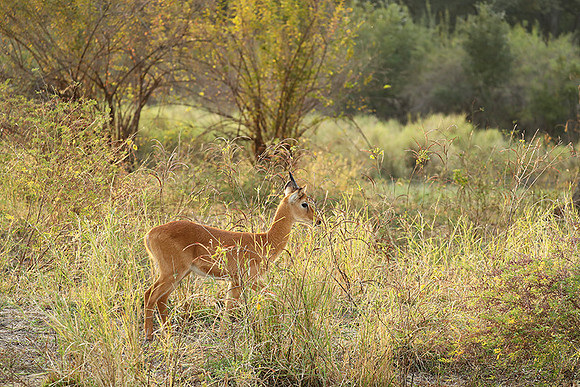 South Luangwa NP