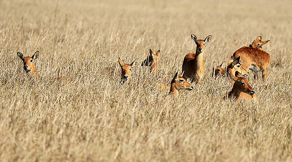 Kafue NP