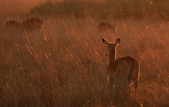 Kafue National Park