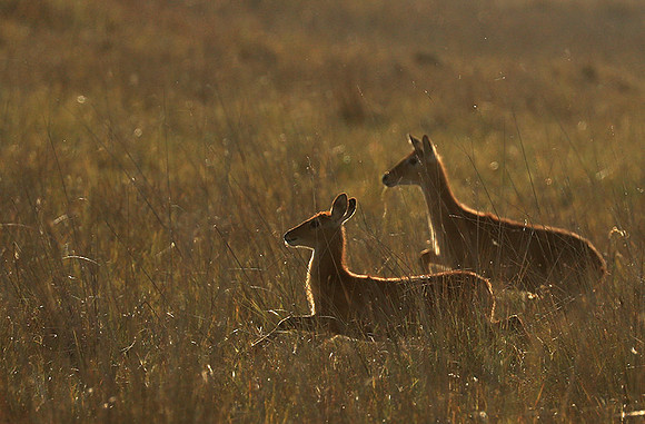 Kafue NP