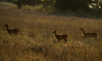 Kafue NP