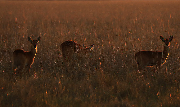 Kafue National Park