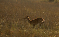 Kafue NP