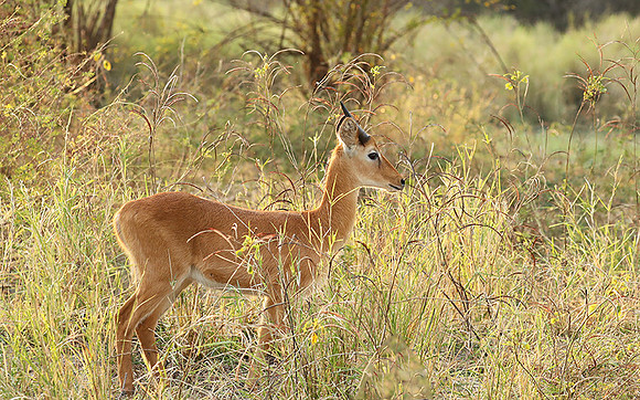 South Luangwa NP