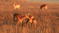 Kafue NP