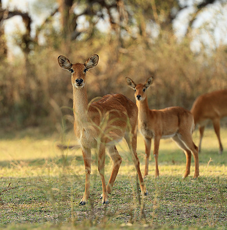 South Luangwa NP