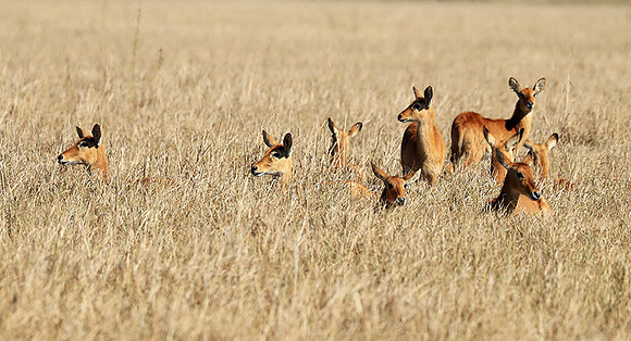 Kafue NP
