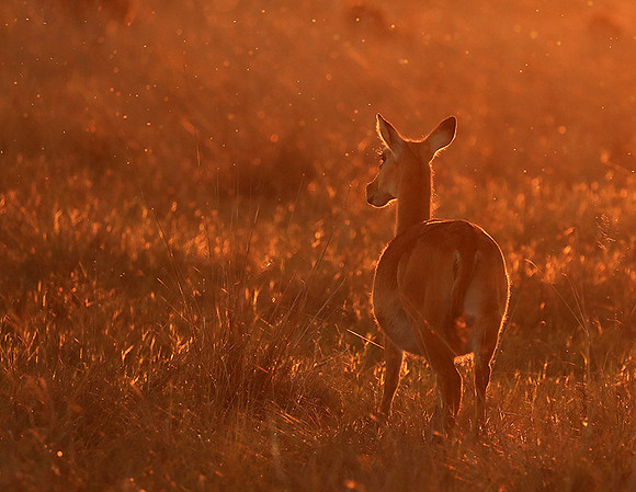 Kafue National Park